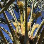 Medjool date palms in bloom.